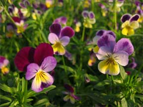 violets blooming in the landscape