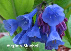Virginia Bluebells