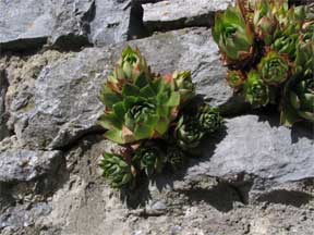 A wall garden with ferns growing