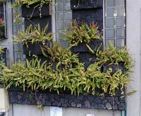 A wall garden with ferns growing
