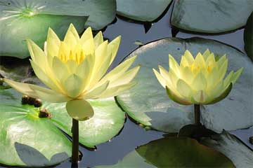 backyard landscape pond