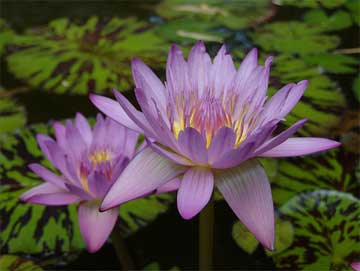 backyard landscape pond