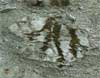 Water standing on steps