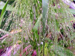 a weed starting to spread more weeds from seed cultivate