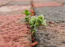 weeds growing through crack in walkway