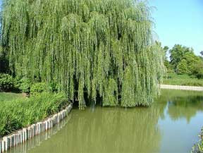 Weeping Willow Trees