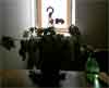 Thumbnail image for Move Indoor Plants With Caution – Beware of Winter Plant Light