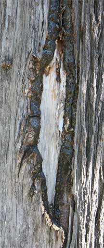 close up of winter tree damage