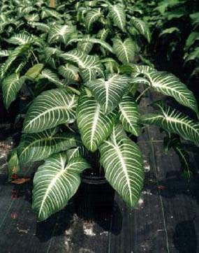 Xanthosoma lindenii – It’s More than Just a Foliage Plant