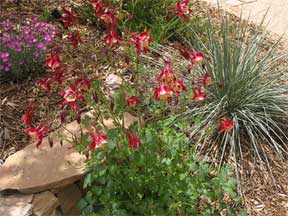 xeriscaping landscape in LA