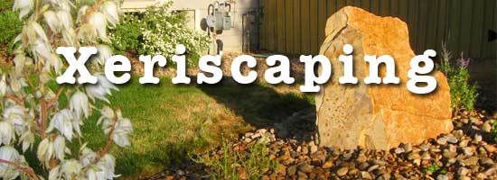 xeriscaping landscape in LA