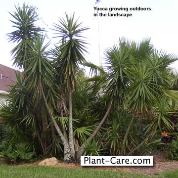 Yucca Tree Dying