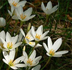 blooming Zephyranthes