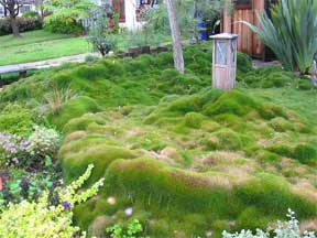 zoysia grass growing wild
